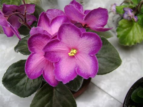 Houseplant Guru: African Violets