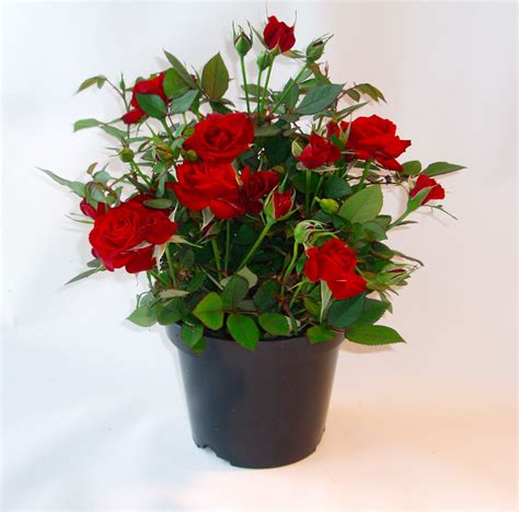 How To Take Care Of Roses In A Pot - carsfi