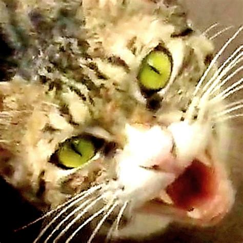 Image result for Angry Cat Sound Variations