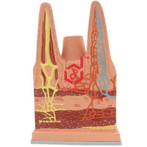 Human Intestinal Villus