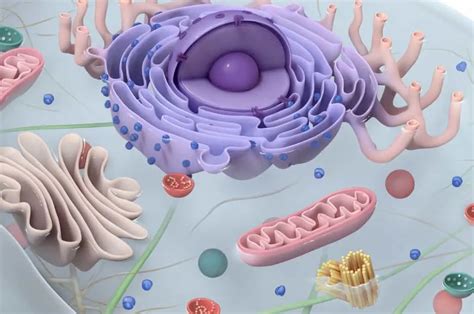 AP® Biology Equation and Formula Sheet