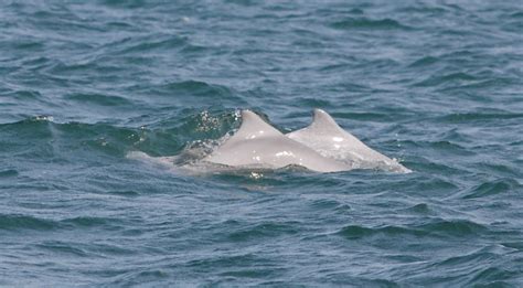 看您的一条白色海豚白海豚在深蓝色海 免版税图库摄影 - 图片: 31658097