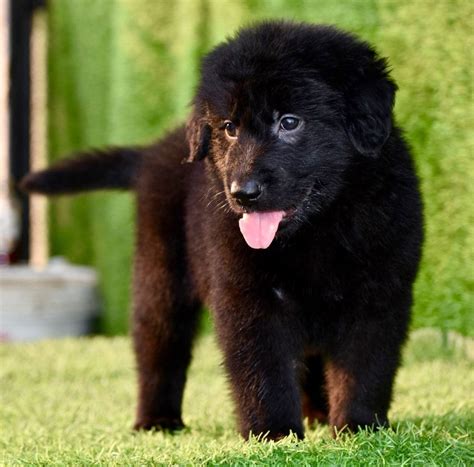 Z-Black Colored German Shepherd Puppies Available For Sale In Delhi ...