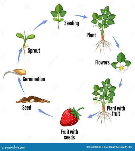 The Life Cycle Of A Strawberry Seeds 20 Seeds White Alpine Strawberry