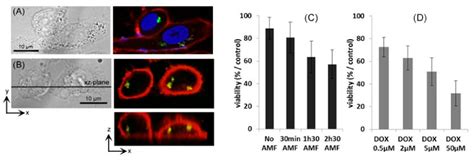 Hybrid Molecularly Imprinted Polymers: The Future of Nanomedicine?