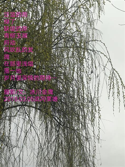 写柳树的短篇现代诗,自编柳树的现代诗,关于柳树的现代诗50字_大山谷图库