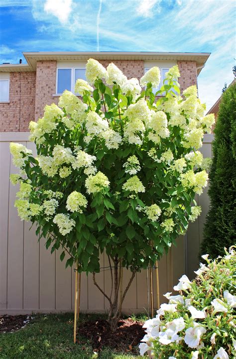 AM Dolce Vita: Limelight Hydrangea Growing Tips