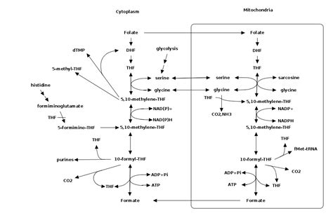 Image result for Folate Function