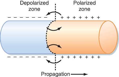 Image result for Understanding Cardiac Current