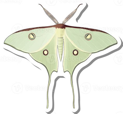 Luna Moth Detailed Illustration Showing Wing Veins And Eyespots ...