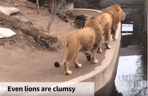 Latest Viral Clips 的图像结果