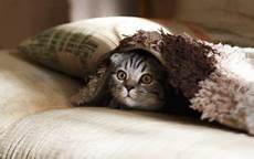 katzen wurmkur kaufen beste wurmkur f 252 r katze 2019 vergleich 5 gute wurmkuren katzen wurmkur kaufen beste wurmkur f 252 r katze 2019 vergleich 5 gute wurmkuren