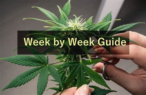 Autoflower Growing Guide 的图像结果