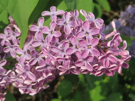 Syringa (Lilac) – A to Z Flowers