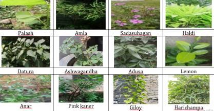 NewBioWorld-Therapeutic Use of Some Common Medicinal Plants for the ...