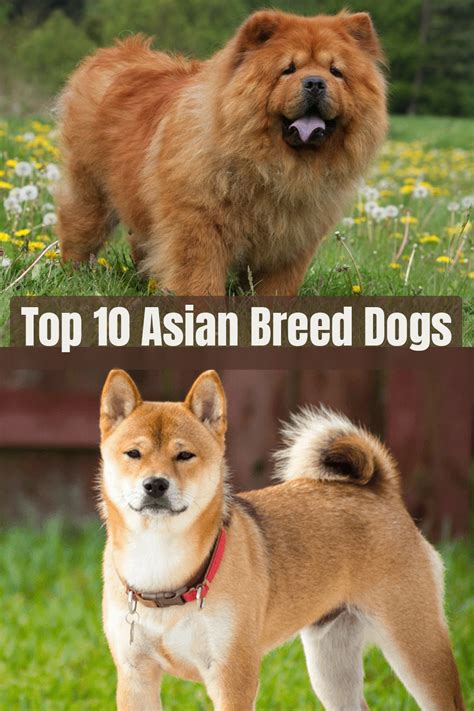 Small Asian Dog Breeds: Loyal and Loving Companions