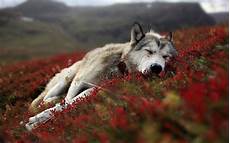 Wolf Wallpaper For Computer by Wolf Wallpapers Hd Wallpaper Cave Wolf Wallpaper For Computer