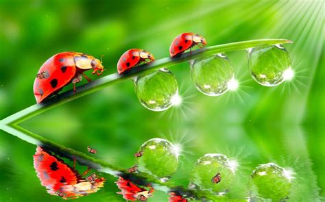 Image result for Ladybug Cartoon Desktop Background