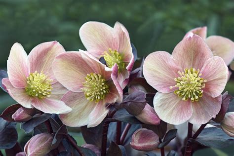 10 Winter-Flowering Plants for Your Pacific Northwest Garden — Clean ...