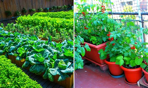 Vegetable Backyard Garden Philippines at Priscilla Scott blog