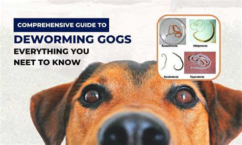 De Worming Dogs Naturally 的图像结果