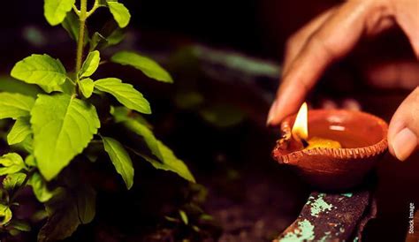 Tulsi Plant Vastu: Benefits, Directions & More