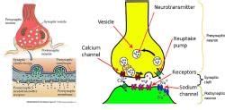 Synapses and Neurotransmitters Notes - Zoology Optional Notes for UPSC ...