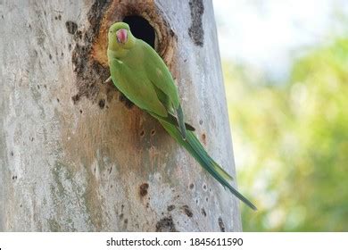 Image result for Logging Software
