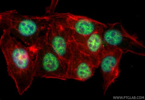 CDC5L antibody (CL488-85788-5) | Proteintech