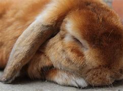 Image result for sleeping rabbit photography