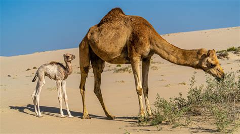 The Remarkable Adaptations of the Camel: Nature’s Desert Survivor ...