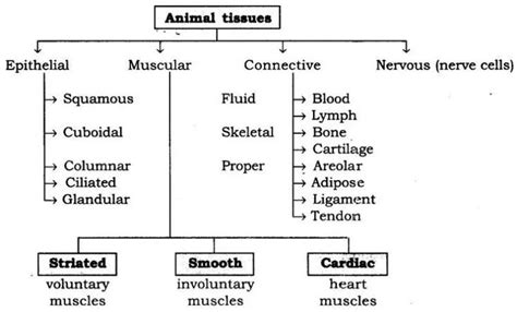 Image result for Class 9th Science Chapter Tissues