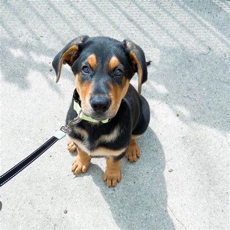 Doberman Pinscher Boxer Mix