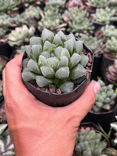 Haworthia Cooperi Baker – Gardengram