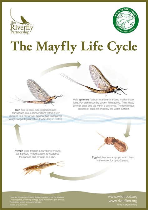 Mayfly Life Span