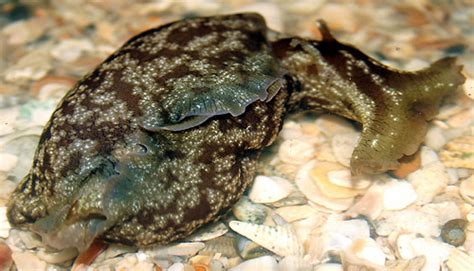 Mürekkep Balığı Resimleri