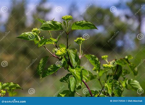 Cornus Sanguinea Red Dog Plant with Flower and Full Leaf. Cornus ...