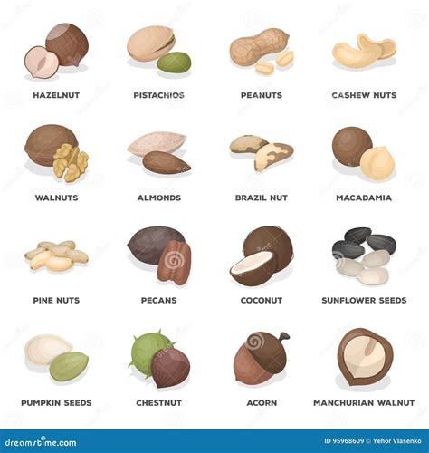 Hazelnut, Pistachios, Peanuts and Other Types of Nuts.Different Types of Nuts Set Collection ...