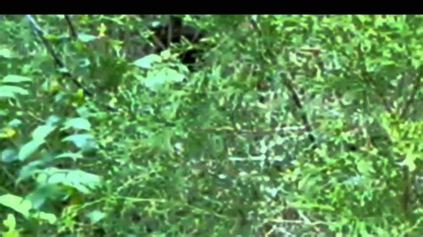 Dogman Encounters Dark Waters 的图像结果