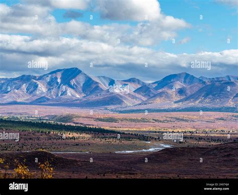 Fall color change amongst the trees and shrubs in Denali National Park ...