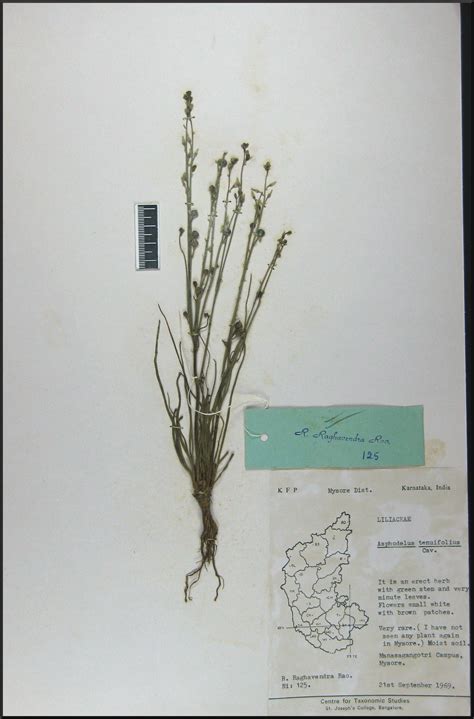 Herbarium JCB