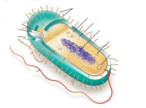 Image result for Prokaryote Structure