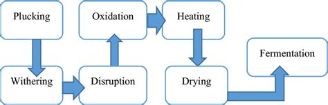 Image result for Tea Processing Steps