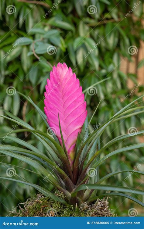 Pink Quill Wallisia Cyanea, with Pink Flower Bracts Stock Image - Image of rarity, wallisia ...