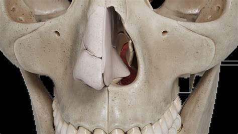 Rhinitis: what it is, symptoms, stages, diagnosis and treatment