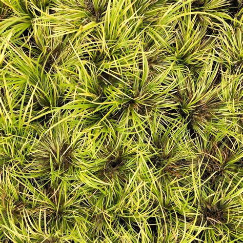 Acorus gramineus 'Minimus Aureus' - Miniature Sweet Flag (3.5" Pot ...