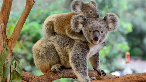 Baby Koalas cling to their mother's back after venturing out of her ...