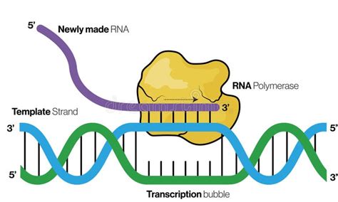 Image result for RNA Transcription Process