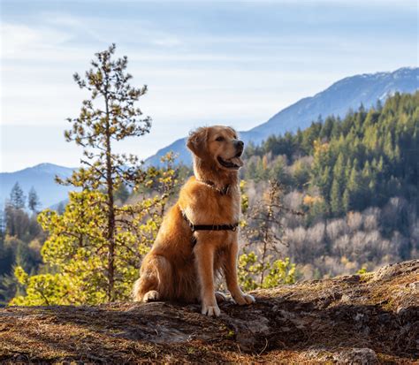 Taking Fido To The Mountains | Wadsworth Animal Hospital