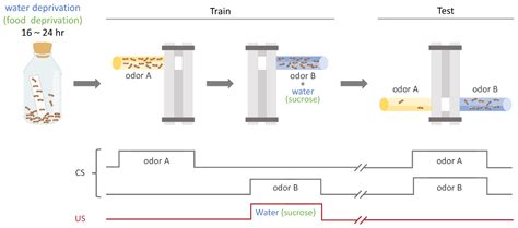 The Neural Correlations of Olfactory Associative Reward Memories in ...